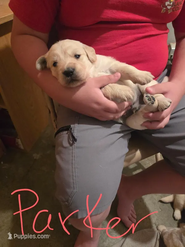 Tucker – Golden Retriever, English Cream Golden Retriever puppy for sale in Effingham, IL