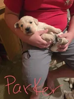Tucker, a male Golden Retriever and English Cream Golden Retriever for sale in Effingham, IL – 1 of 2