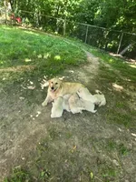 Harley, a male Golden Retriever and English Cream Golden Retriever for sale in Effingham, IL – 5 of 5