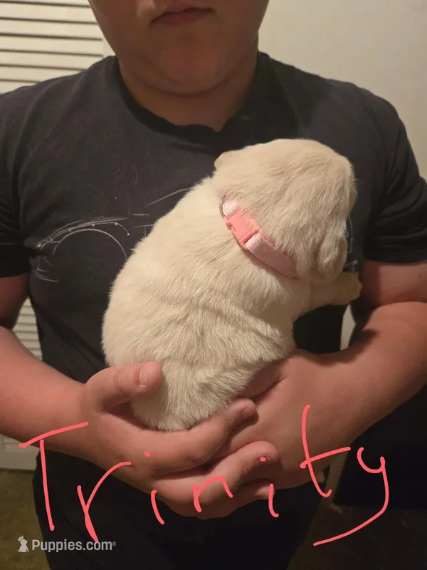 Trinity – Golden Retriever, English Cream Golden Retriever puppy for sale in Effingham, IL