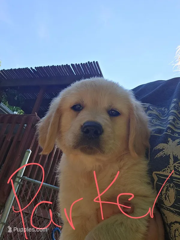 Parker – Golden Retriever, English Cream Golden Retriever puppy for sale in Effingham, IL