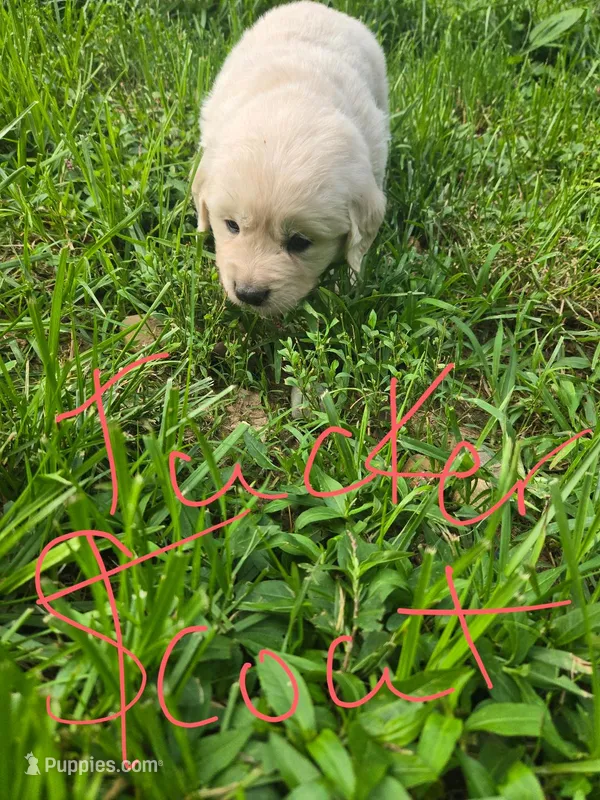 Tucker – Golden Retriever, English Cream Golden Retriever puppy for sale in Effingham, IL