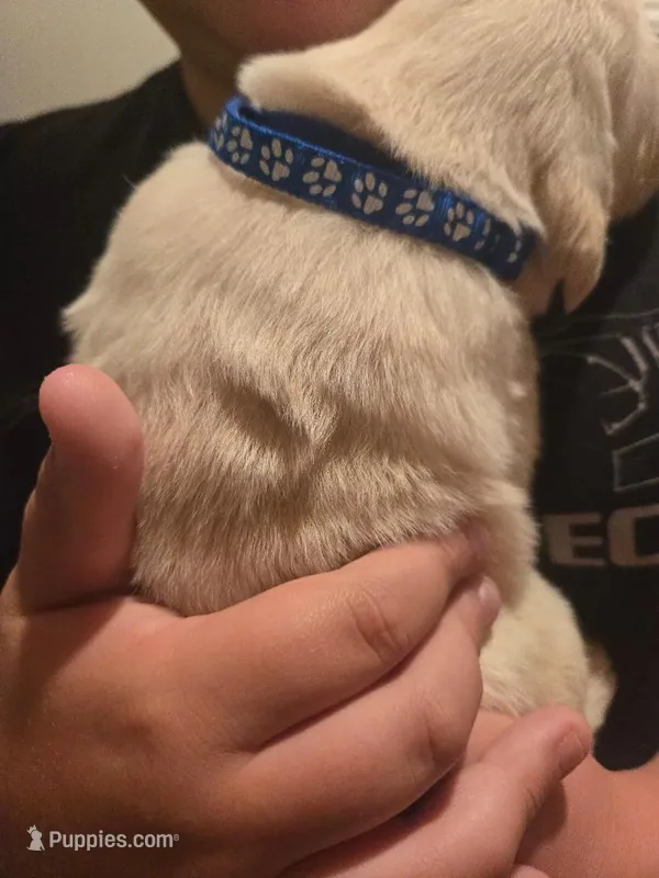 Scout – Golden Retriever, English Cream Golden Retriever puppy for sale in Effingham, IL
