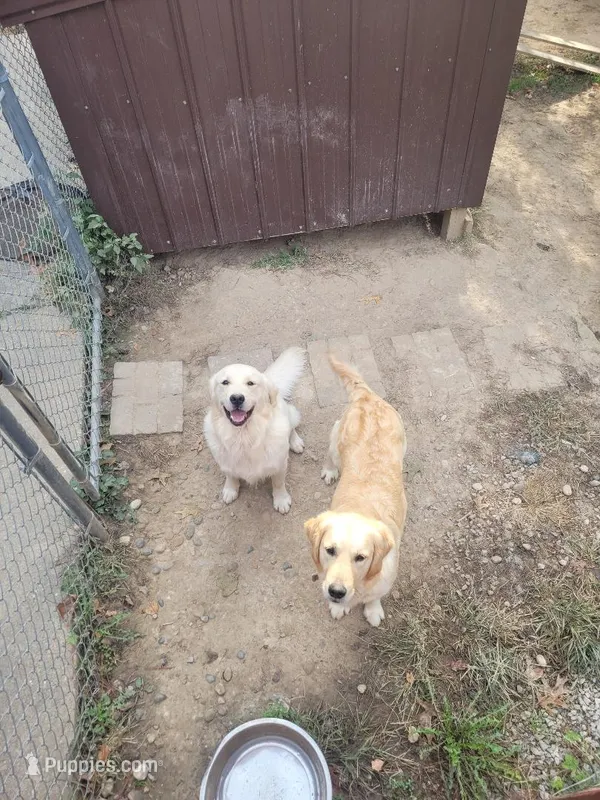 Harley – Golden Retriever, English Cream Golden Retriever puppy for sale in Effingham, IL