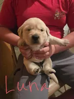 Luna, a female Golden Retriever and English Cream Golden Retriever for sale in Effingham, IL – 1 of 2