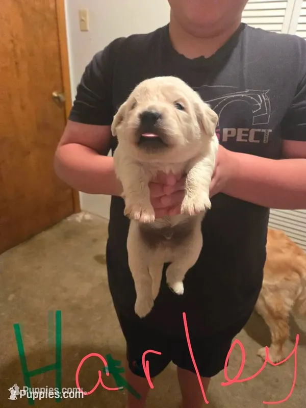 Harley – Golden Retriever, English Cream Golden Retriever puppy for sale in Effingham, IL
