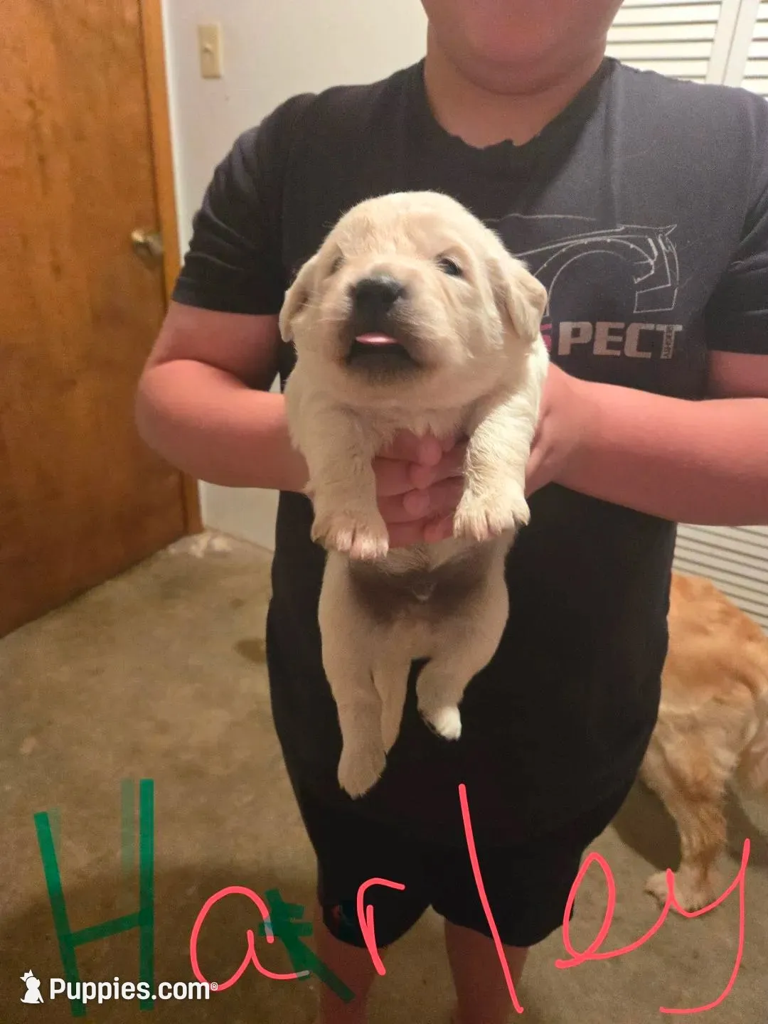 Harley, a male Golden Retriever and English Cream Golden Retriever for sale in Effingham, IL – 2 of 5