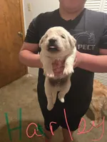 Harley, a male Golden Retriever and English Cream Golden Retriever for sale in Effingham, IL – 4 of 4