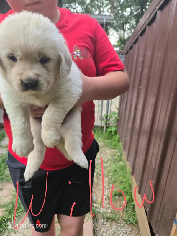 Willow – Golden Retriever, English Cream Golden Retriever puppy for sale in Effingham, IL