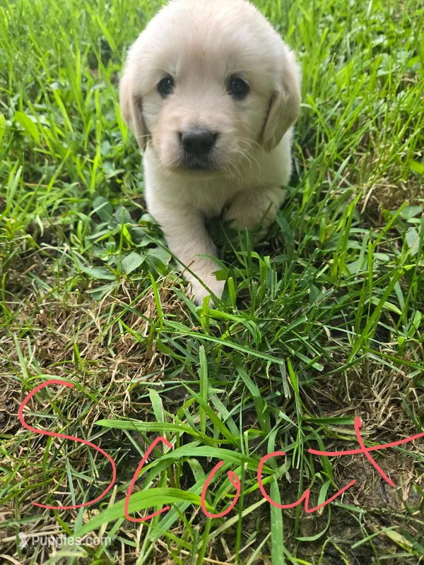 Scout – Golden Retriever, English Cream Golden Retriever puppy for sale in Effingham, IL