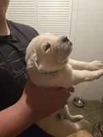 Harley, a male Golden Retriever and English Cream Golden Retriever for sale in Effingham, IL – 2 of 4