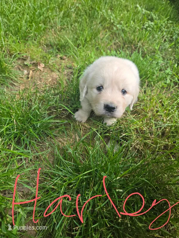 Harley – Golden Retriever, English Cream Golden Retriever puppy for sale in Effingham, IL