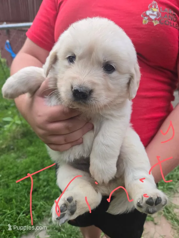 Trinity – Golden Retriever, English Cream Golden Retriever puppy for sale in Effingham, IL