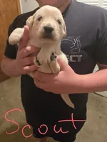 Scout, a male Golden Retriever and English Cream Golden Retriever for sale in Effingham, IL – 2 of 4