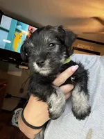 Green Collar , a male Miniature Schnauzer for sale in Mobile, AL – 4 of 4