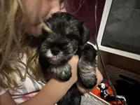 Brown collar boy, a male Miniature Schnauzer for sale in Mobile, AL – 3 of 5