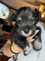 Green Collar , a male Miniature Schnauzer for sale in Mobile, AL – 2 of 4
