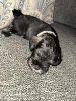 Gray collar boy, a male Miniature Schnauzer for sale in Mobile, AL – 2 of 4