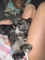 Brown collar boy, a male Miniature Schnauzer for sale in Mobile, AL – 4 of 5