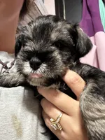 Brown collar boy, a male Miniature Schnauzer for sale in Mobile, AL – 2 of 5