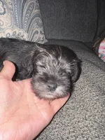 Gray collar boy, a male Miniature Schnauzer for sale in Mobile, AL – 4 of 4