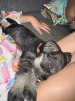 Brown collar boy, a male Miniature Schnauzer for sale in Mobile, AL – 5 of 5