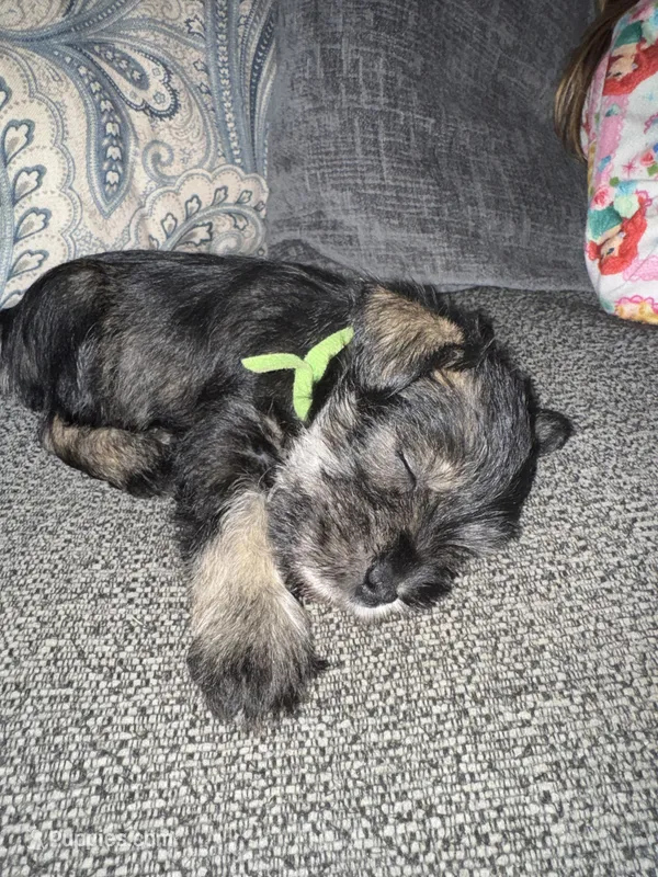 Green Collar  – Miniature Schnauzer puppy for sale in Mobile, AL