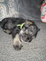 Green Collar , a male Miniature Schnauzer for sale in Mobile, AL – 1 of 4