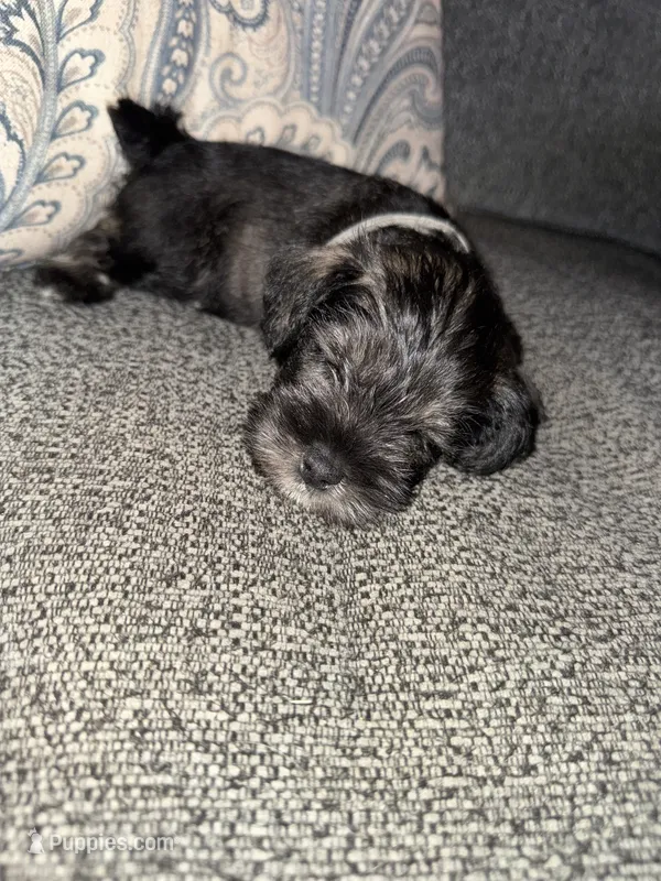 Gray collar boy – Miniature Schnauzer puppy for sale in Mobile, AL