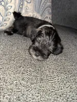 Gray collar boy, a male Miniature Schnauzer for sale in Mobile, AL – 1 of 4