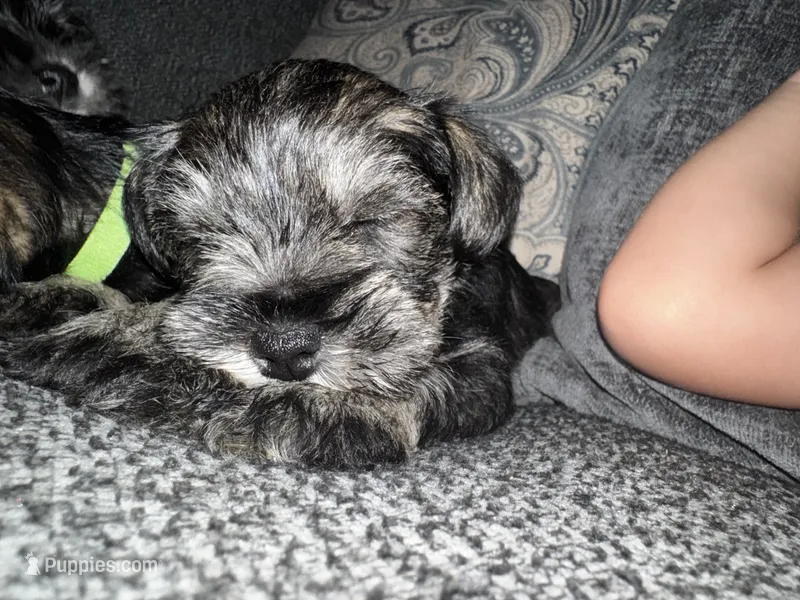 Brown collar boy – Miniature Schnauzer puppy for sale in Mobile, AL