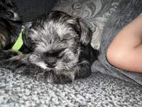 Brown collar boy, a male Miniature Schnauzer for sale in Mobile, AL – 1 of 5