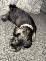 Gray collar boy, a male Miniature Schnauzer for sale in Mobile, AL – 3 of 4