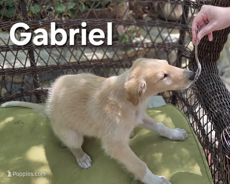 Gabriel – Borzoi puppy for sale in Yucaipa, CA