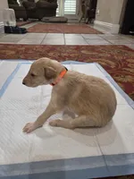 Cedric, a male Borzoi for sale in Yucaipa, CA – 2 of 5