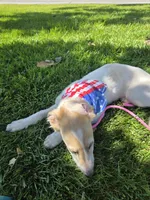 Victor, a male Borzoi for sale in Yucaipa, CA – 7 of 10