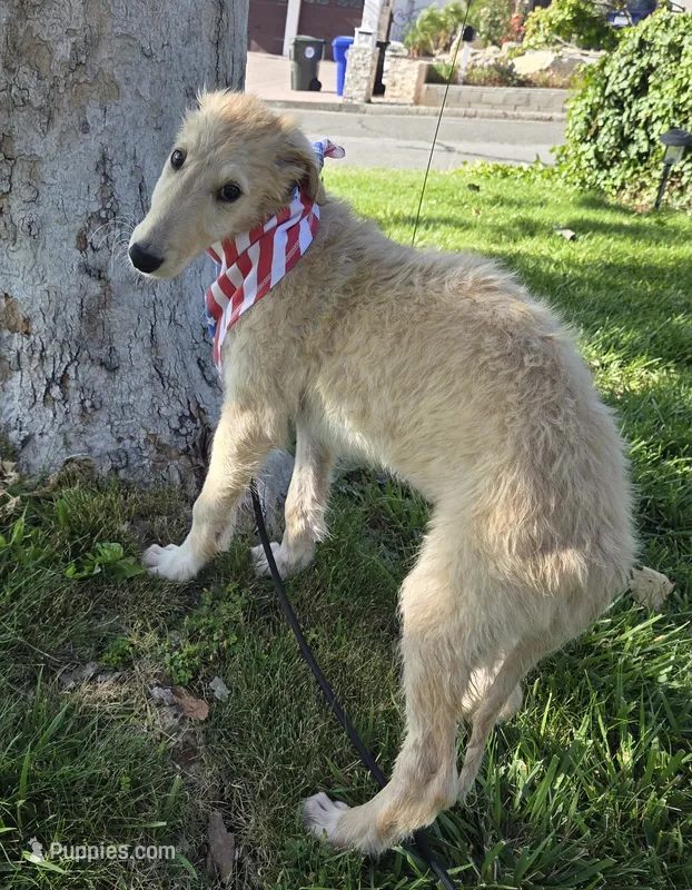 Arthur – Borzoi puppy for sale in Yucaipa, CA