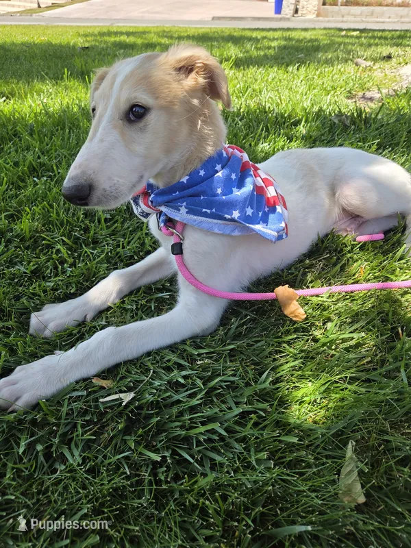 Victor – Borzoi puppy for sale in Yucaipa, CA