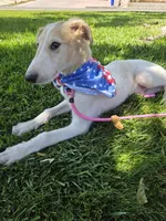 Victor, a male Borzoi for sale in Yucaipa, CA – 4 of 10