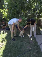 Gabriel, a male Borzoi for sale in Yucaipa, CA – 7 of 10