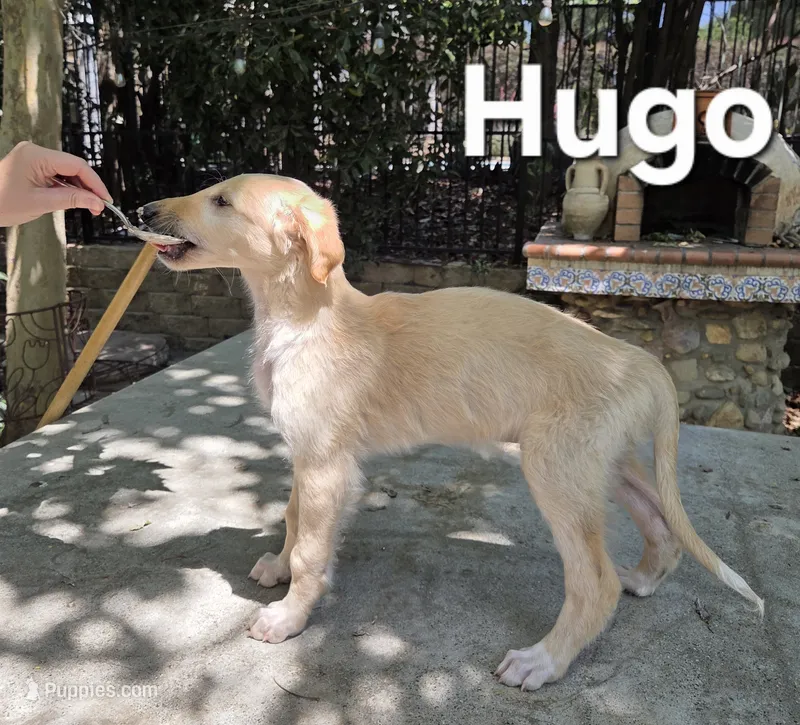 Hugo – Borzoi puppy for sale in Yucaipa, CA