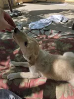 Brigitte, a female Borzoi for sale in Yucaipa, CA – 3 of 4