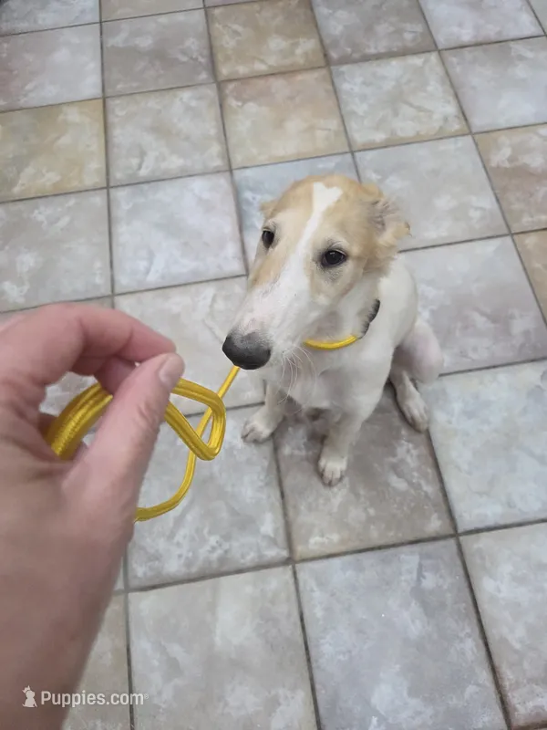 Victor – Borzoi puppy for sale in Yucaipa, CA