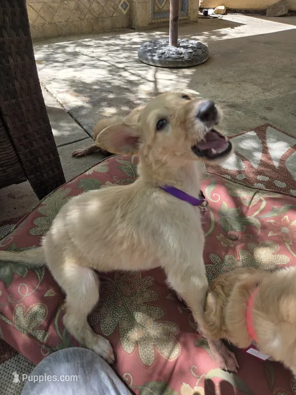 Brigitte – Borzoi puppy for sale in Yucaipa, CA