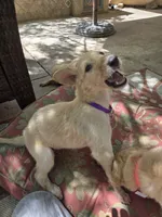 Brigitte, a female Borzoi for sale in Yucaipa, CA – 1 of 4