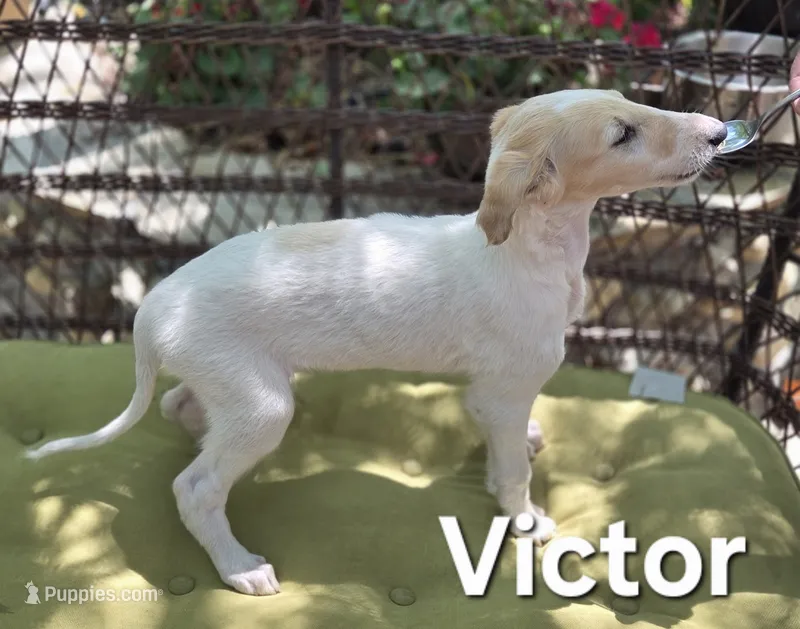 Victor – Borzoi puppy for sale in Yucaipa, CA