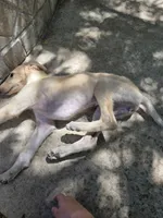 Brigitte (petite), a female Borzoi for sale in Yucaipa, CA – 6 of 10