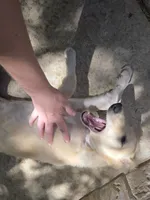 Brigitte (petite), a female Borzoi for sale in Yucaipa, CA – 7 of 10