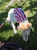 Victor, a male Borzoi for sale in Yucaipa, CA – 5 of 10