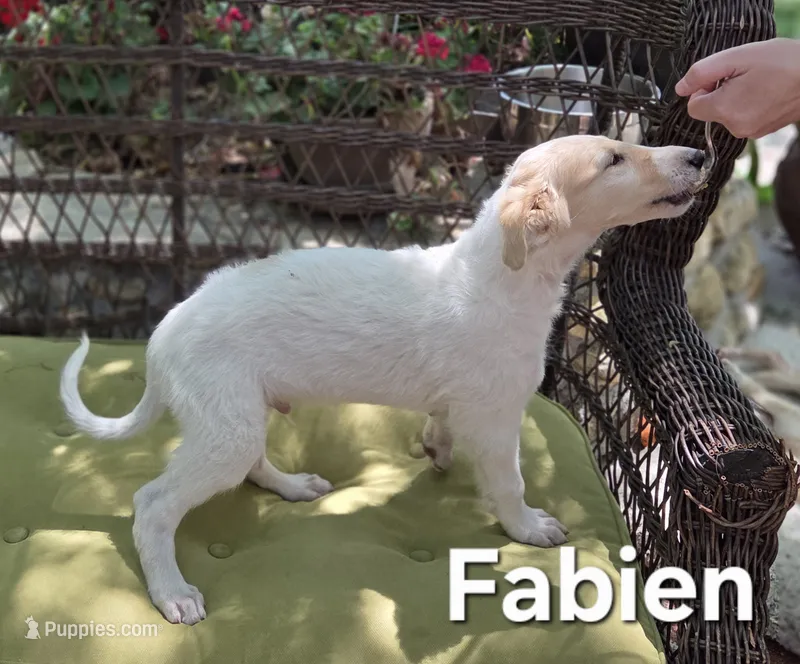 Fabien – Borzoi puppy for sale in Yucaipa, CA